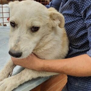 FEIVEL - reserviert Tierhilfe Lebenswert DR - vermittelt