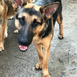 FENILA - auf Pflegestelle in PLZ 6 - vermittelt