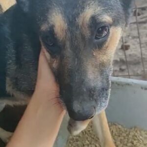 FERENC - reserviert Tierheim Burgdorf - vermittelt