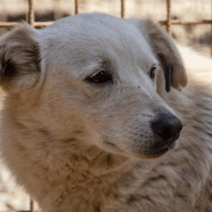 FINJA - vermisst 03/23