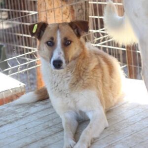 FINOU - vermisst 11/2021