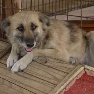 FITZY - auf Pflegestelle in PLZ 9 ausgereist