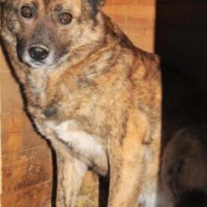 FLORENTINA - reserviert Lorraine - vermittelt