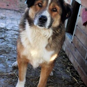 FORREST - reserviert Kathleen Müller - vermittelt