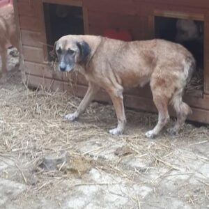 FRANCA - vermisst 04/2023