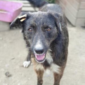 FRANZI - vermisst 01/21