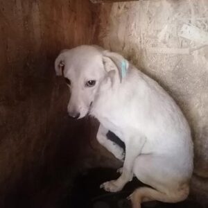 FREDERICA - reserviert Tierhilfe Lebenswert DR - vermittelt