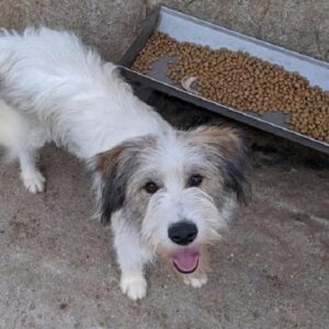 FREIJA (Maya) - Hütehund-Mix - reserviert Vergessene Pfoten Stuttgart - vermittelt