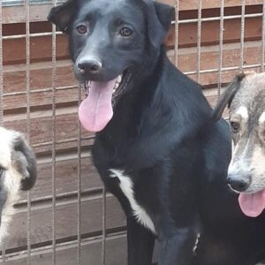 FRIEDO - vermisst 04/2023