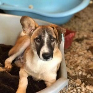 FRODO - reserviert Tierschutz Team - vermittelt