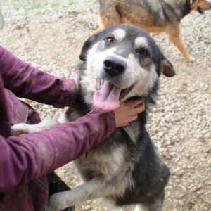 FROGGY - reserviert TINO - vermittelt