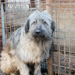 FROSTY - reserviert Manuela - vermittelt