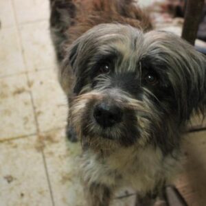 FULO - vermisst 11/2022