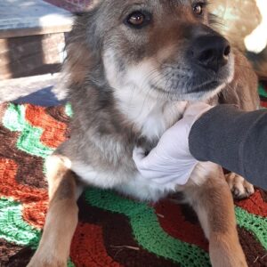 FUNDA - reserviert Hundescheune Fläming - vermittelt