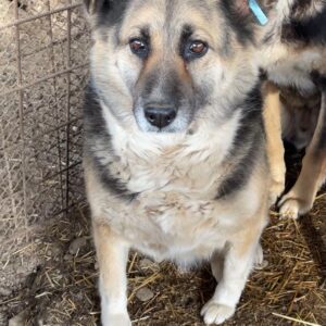 FINCHEN - seit mind. 2018 im Shelter - vermittelt LS