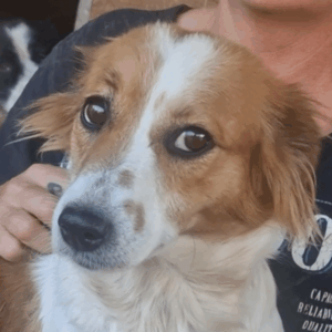 FIONAH (*FIONA) - ausgereist zum TST Rösrath