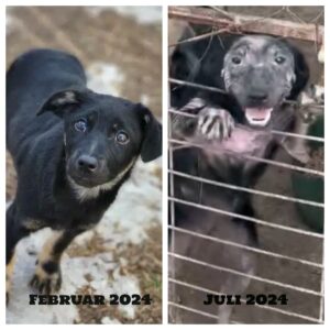 LEONA (♀) - massive Hautprobleme - ausgereist zu Vierbeiner in Not