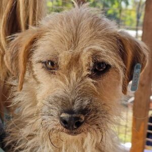 FRANZY - ausgereist zum TST Rösrath