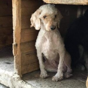 GABILON - reserviert NadineH - vermittelt