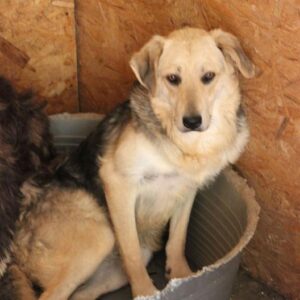 GAIJON (♂) - seit 2018 im Shelter - Notfall - viel zu dünn (05/25) - reserviert TH Filderstadt (AL 08.05.)