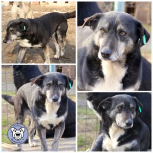 GARET - vermisst 11/2021