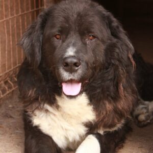 GERALT - reserviert Manuela - vermittelt