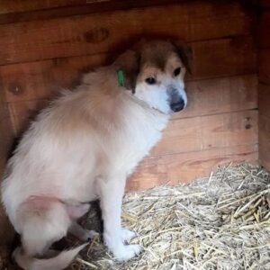 GERDI – vermisst 10/2021