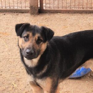 GERRIE - vermisst 11/2021