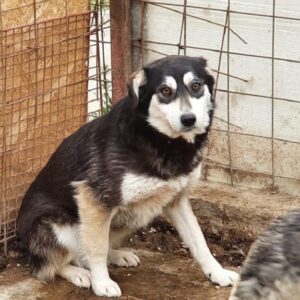 GINNY - reserviert 4animals - vermittelt