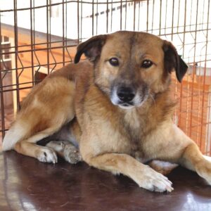 GISHA - vermisst 11/2021