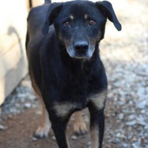 GISMO - Notfall - reserviert Anna - vermittelt