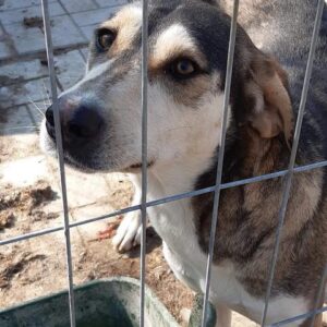 GRETA - reserviert 4animals - vermittelt