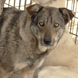 GRISELLA - reserviert NadineH - vermittelt