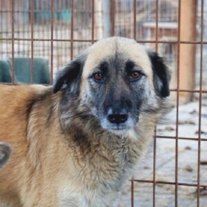 GUIDO (♂) - seit 2017 im Shelter