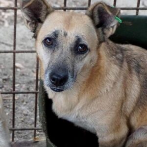 GUNDIE - reserviert für Gnadenplatz - ausgereist