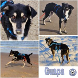 GUAPA (♀) in 58256 Ennepetal - vermittelt