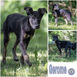 Gerome (♂) in 99448 Kranichfeld - vermittelt