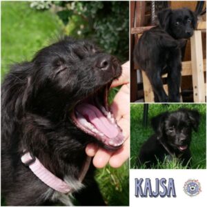 Kajsa (♀) in 21493 Möhnsen - vermittelt