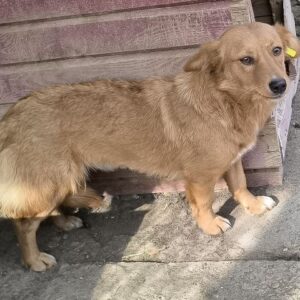 LAVINA (♀) - ausgereist zu Vierbeiner in Not