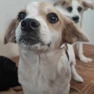 CARO (♀) - vermittelt MD