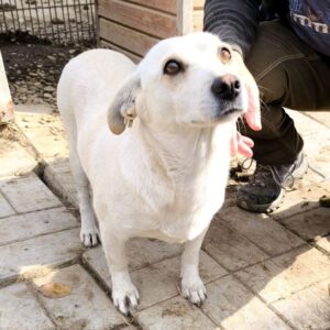 RHAJA (♀) - auf PS im PLZ Bereich 74 *ausgereist* - vermittelt