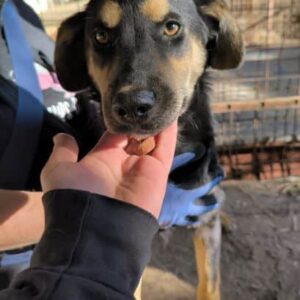 BIRDIE (♀) - auf PS im PLZ Bereich 66 (JW) - vermittelt