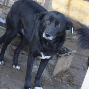 HANKO - vermisst 08/2021