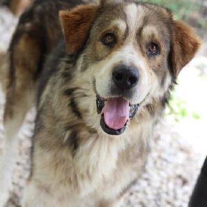 HAPPY - vermisst 08/21