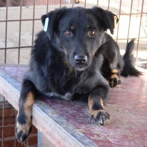 HARAMBEE - vermisst 02/2021