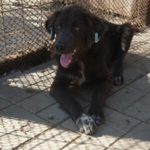 HARIBO - reserviert Tierhilfe Lebenswert DR - vermittelt