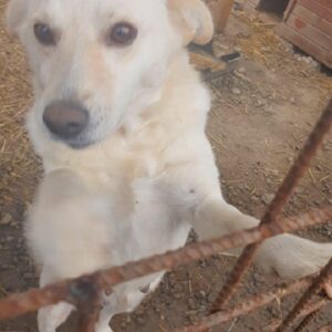 ZÖRGA - reserviert PVA - vermittelt