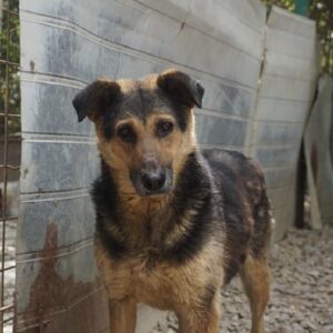 HENNY - reserviert Manuela - vermittelt