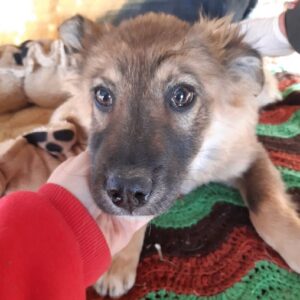 HENRY - reserviert ES (CD) - vermittelt