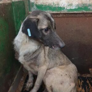 HIENA - vermisst 08/21